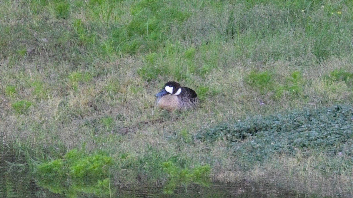 Spectacled Duck - ML626572451