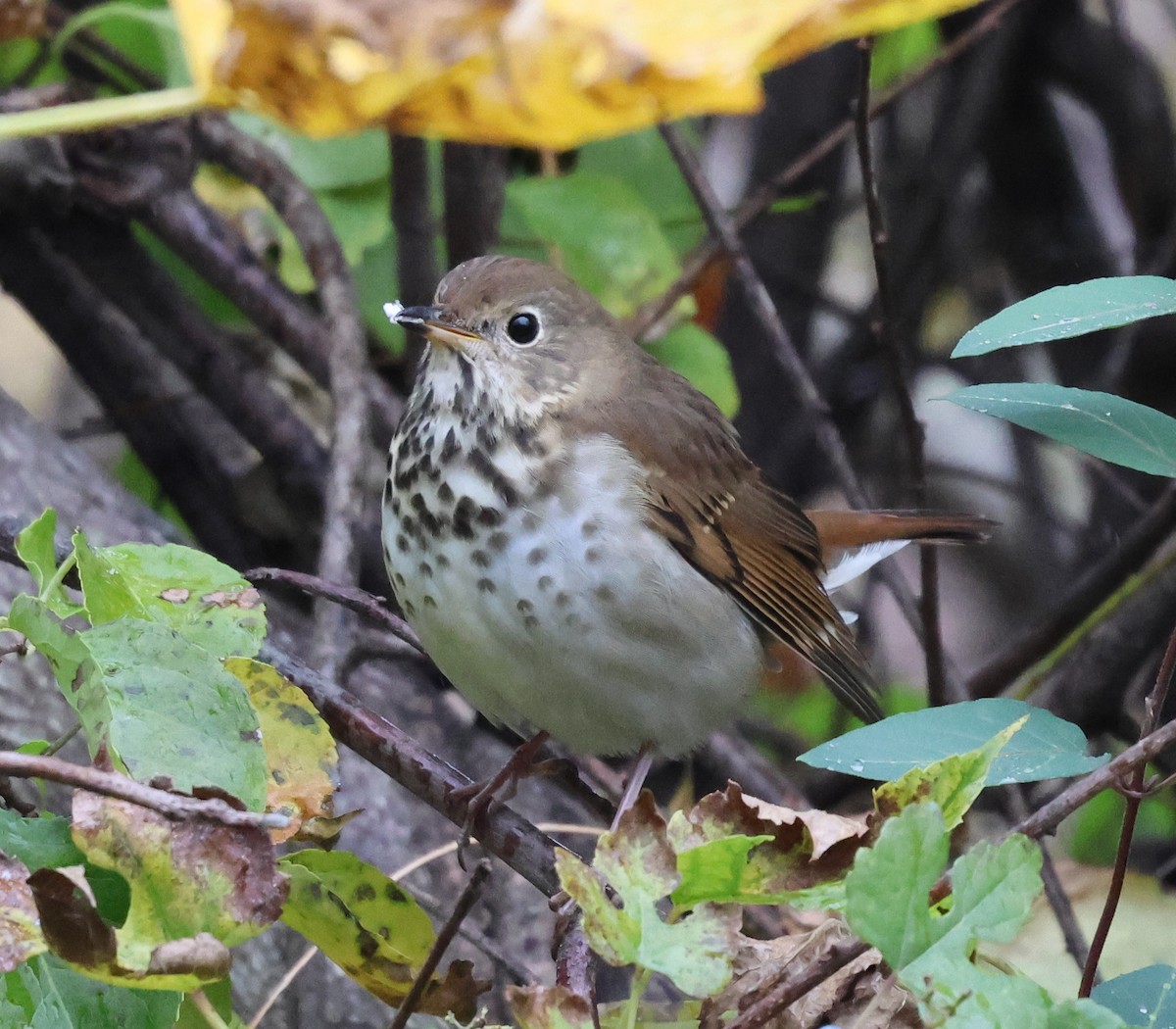 チャイロコツグミ - ML626572710