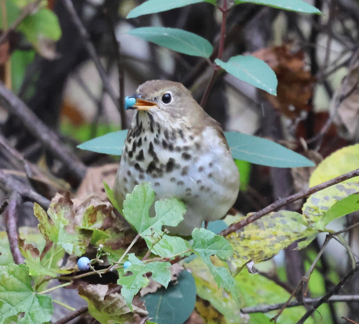 チャイロコツグミ - ML626572711