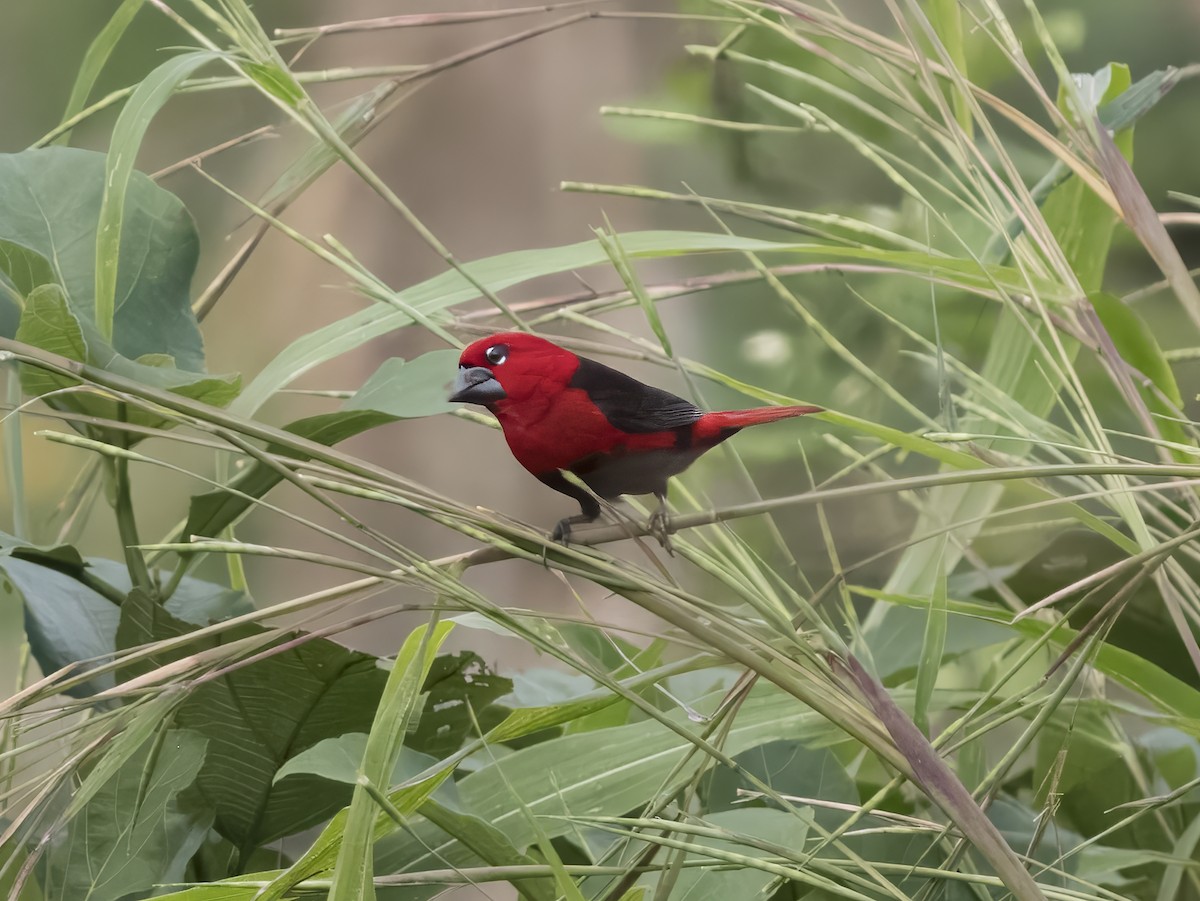 Black-bellied Seedcracker - ML626572751