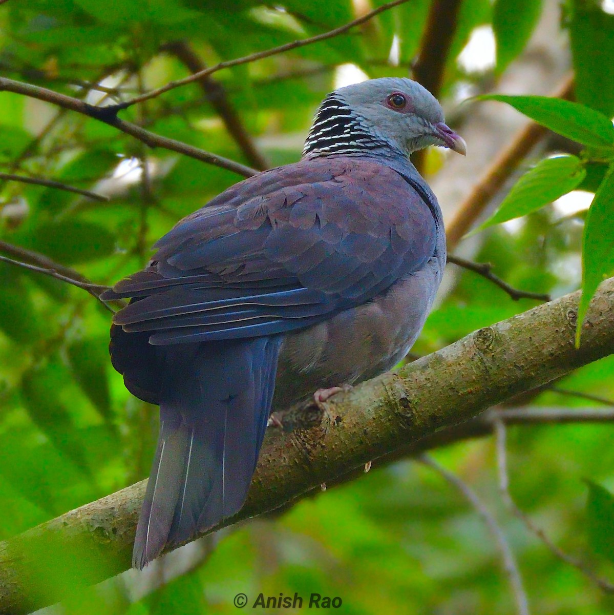 Nilgiri Wood-Pigeon - ML626572836