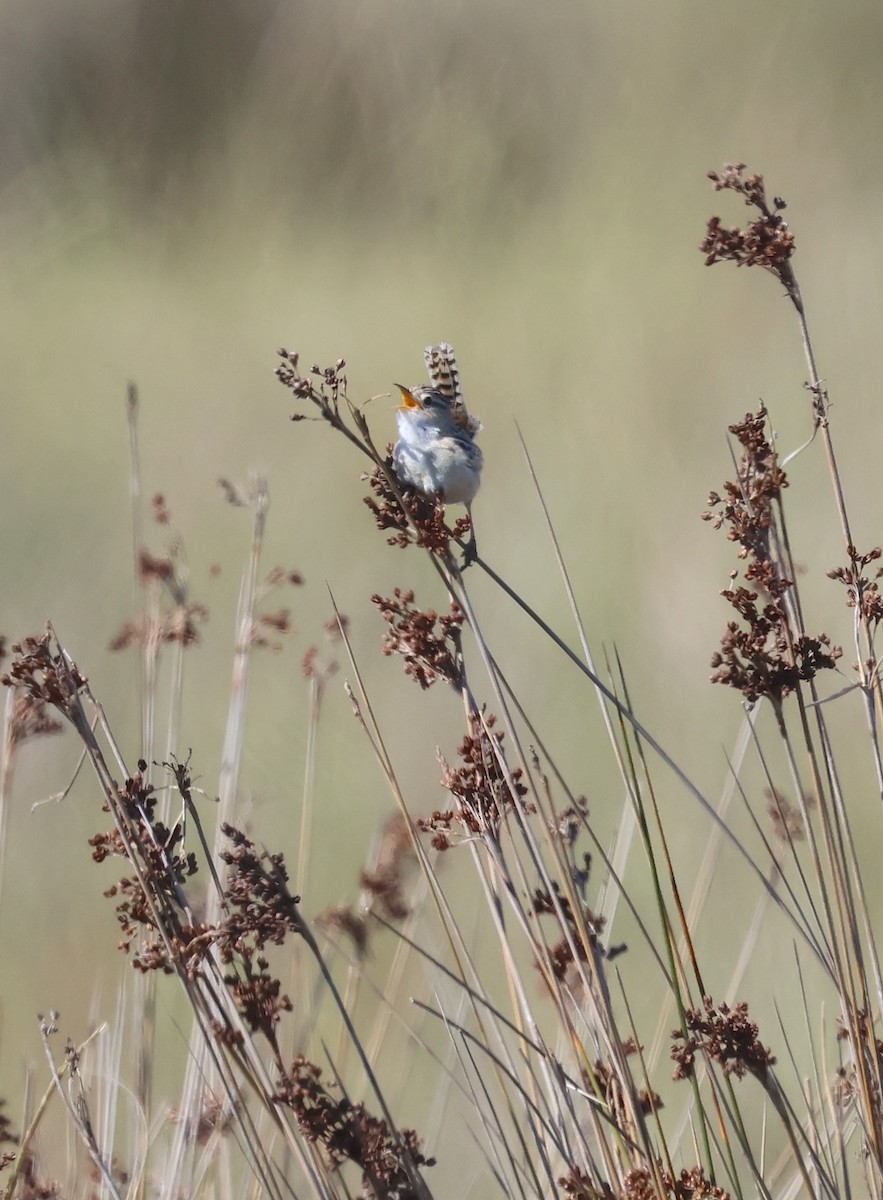 Grass Wren (Pampas) - ML626572988