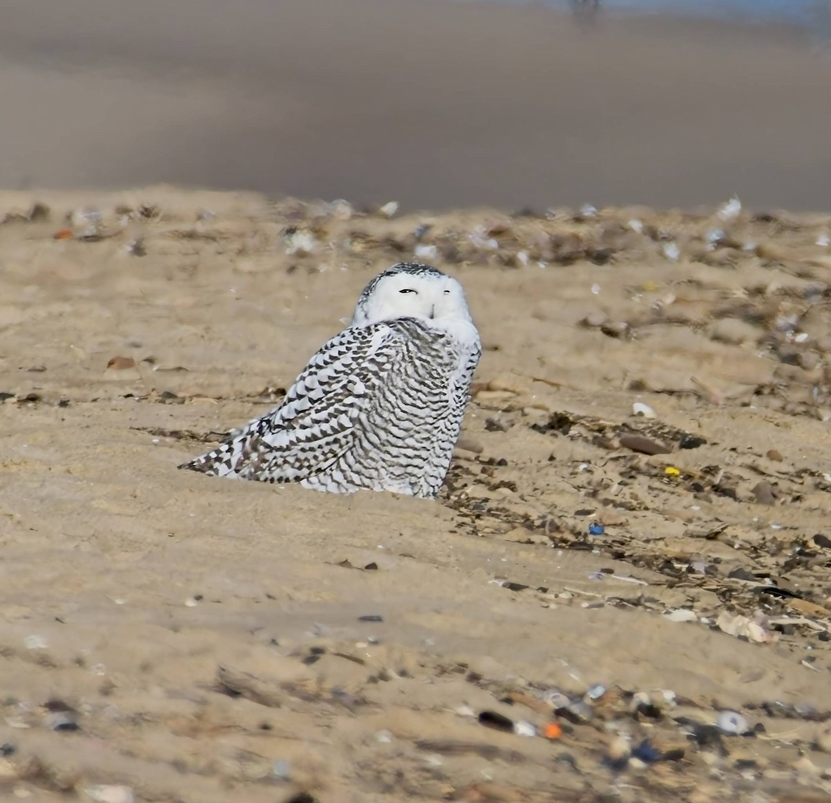 Snowy Owl - ML626573033