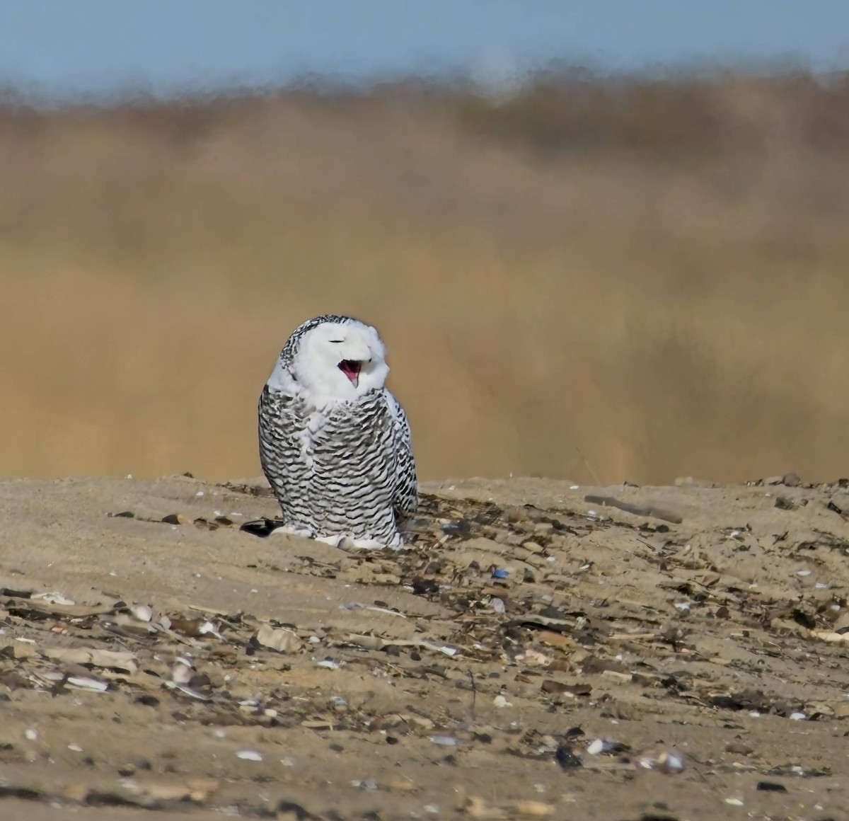 Snowy Owl - ML626573061