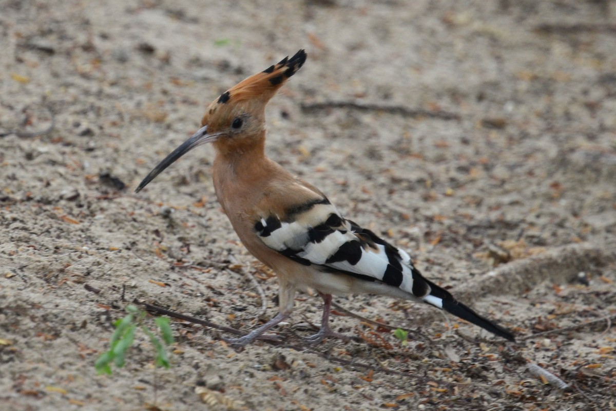 Удод (senegalensis/waibeli) - ML626573063