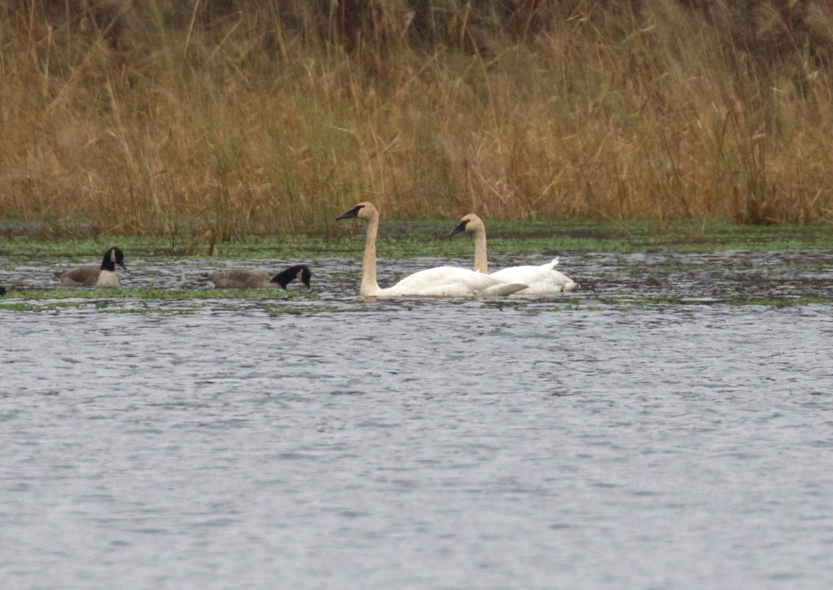 Trumpeter Swan - ML626573079