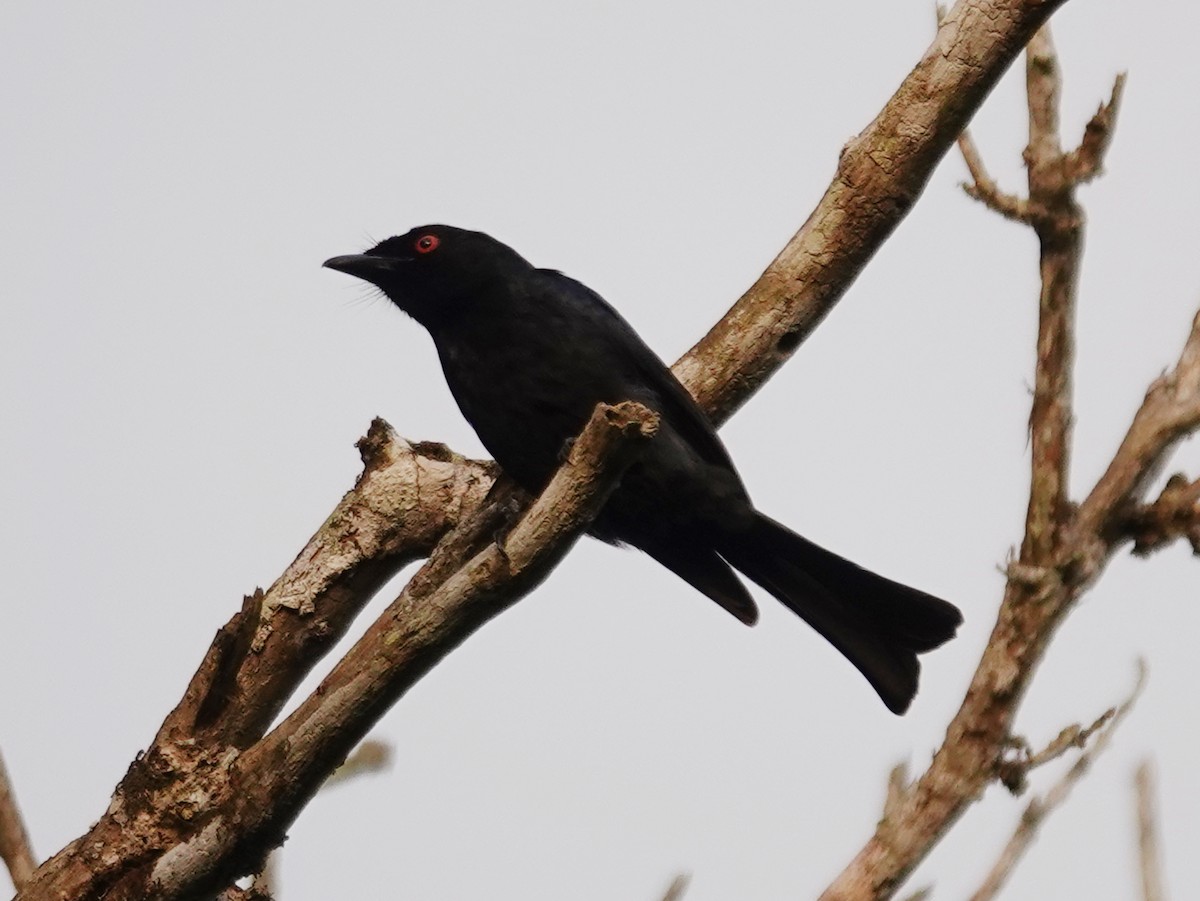 Square-tailed Drongo - ML626573262