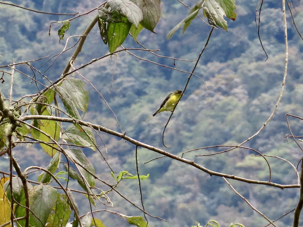 Lesser Goldfinch - ML626573319