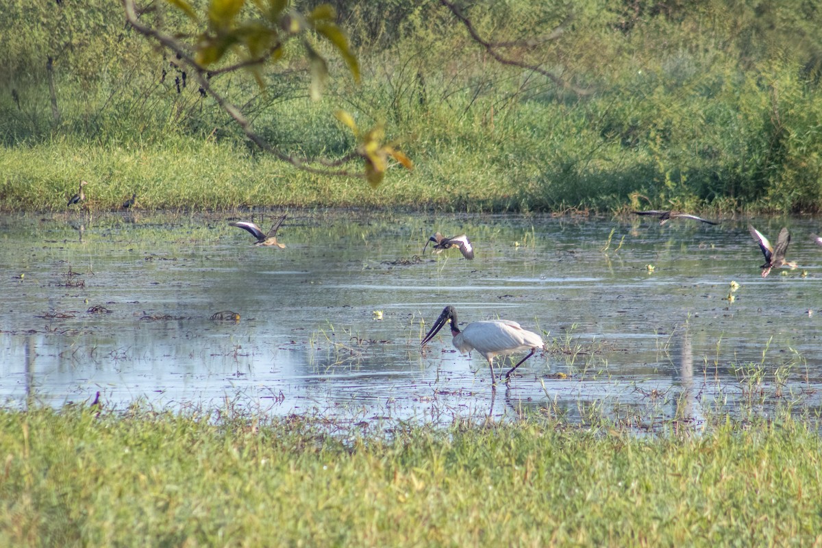 Jabiru - ML626573484