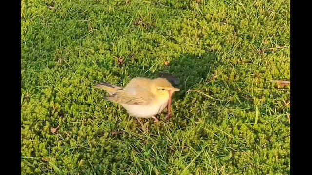 Wood Warbler - ML626573523