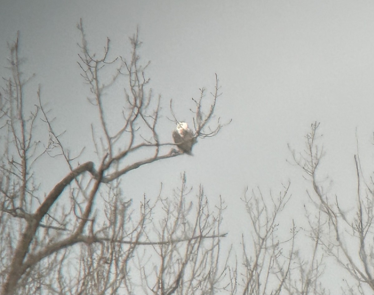 Snowy Owl - ML626573571