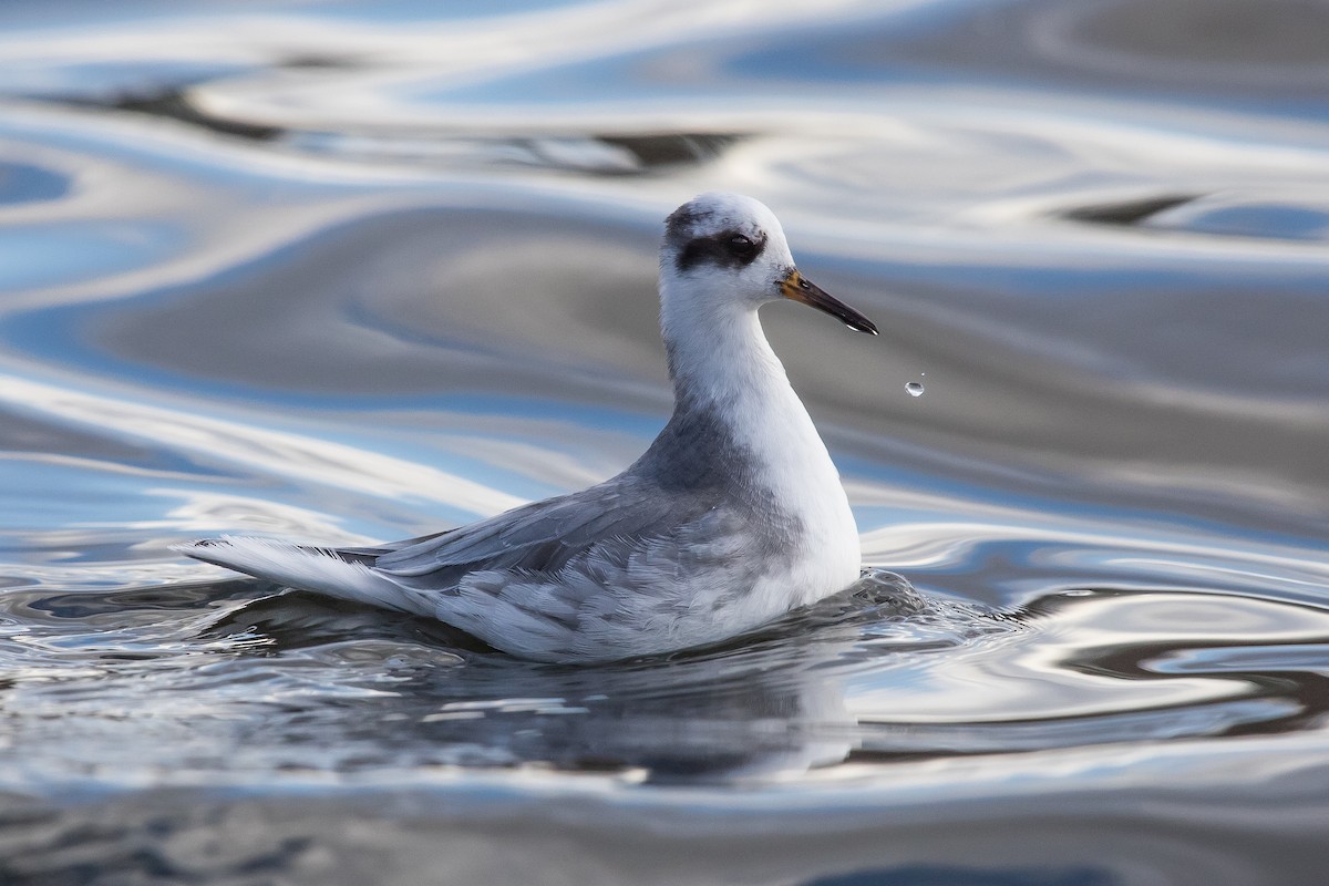 Red Phalarope - Cameron Johnson