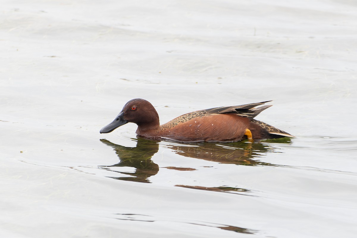 Cinnamon Teal - ML626573669