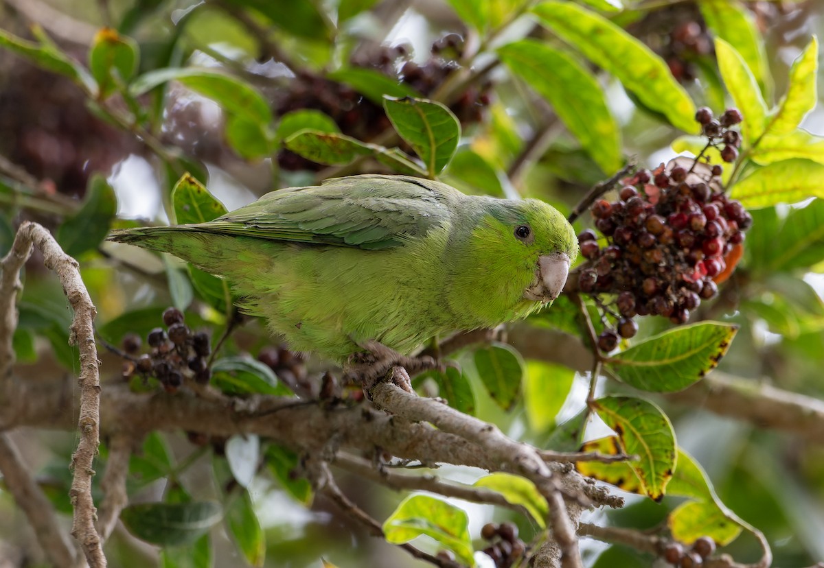 Pacific Parrotlet - ML626573697