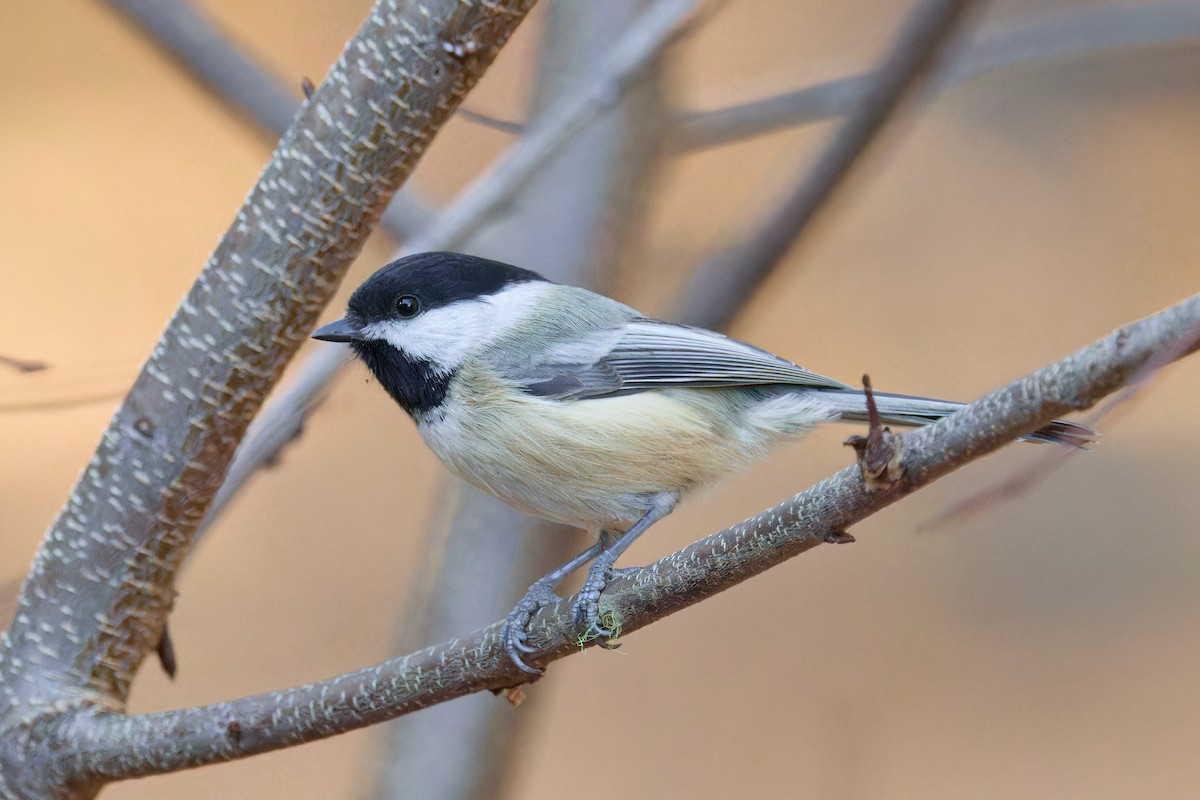Black-capped Chickadee - ML626573712