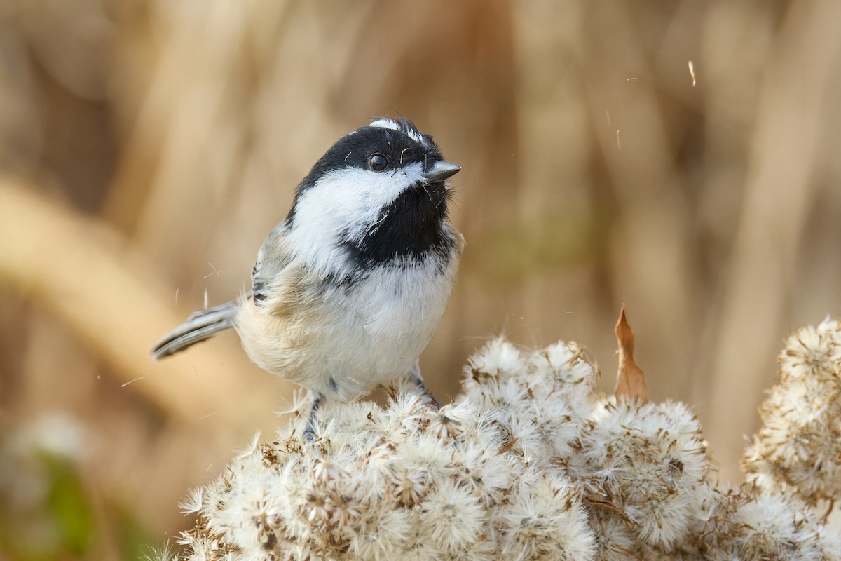 Black-capped Chickadee - ML626573713