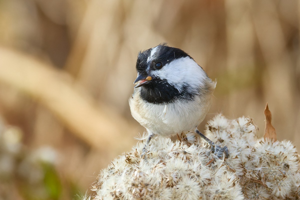 Black-capped Chickadee - ML626573715