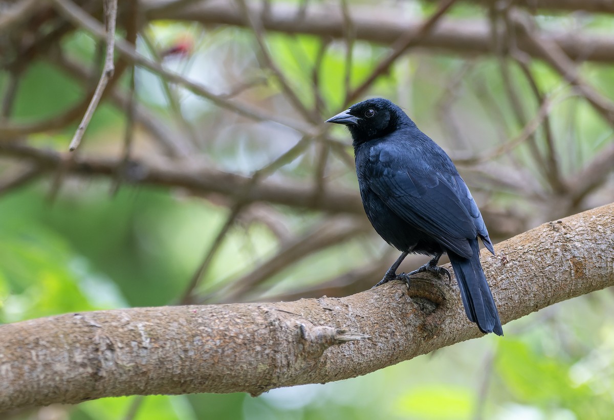 Scrub Blackbird - ML626573744