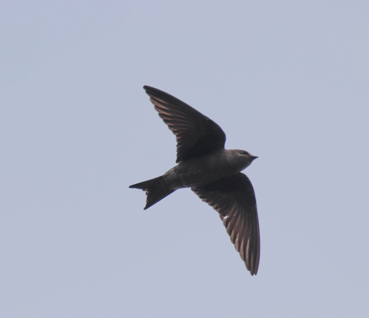 Galapagos Martin - ML626573782