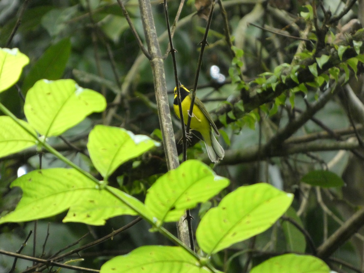 Hooded Warbler - ML626573794