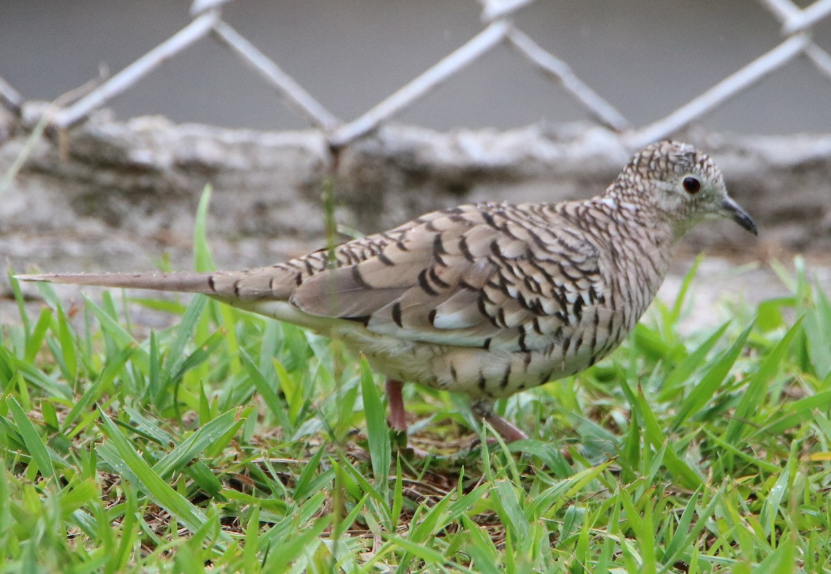 Scaled Dove - ML626573892