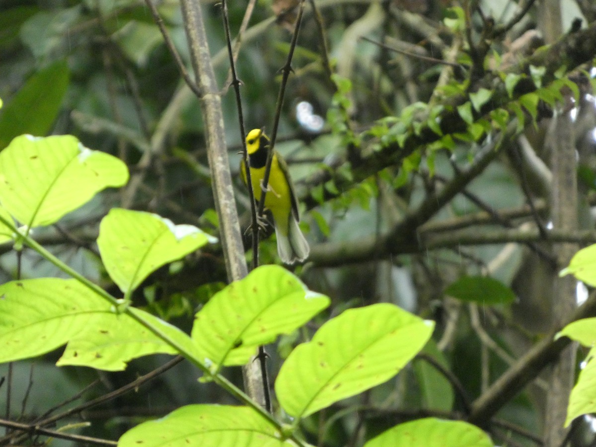 Hooded Warbler - ML626573975