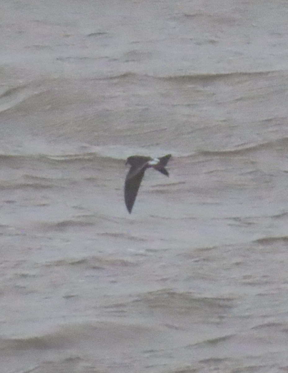 Leach's Storm-Petrel - ML626574026