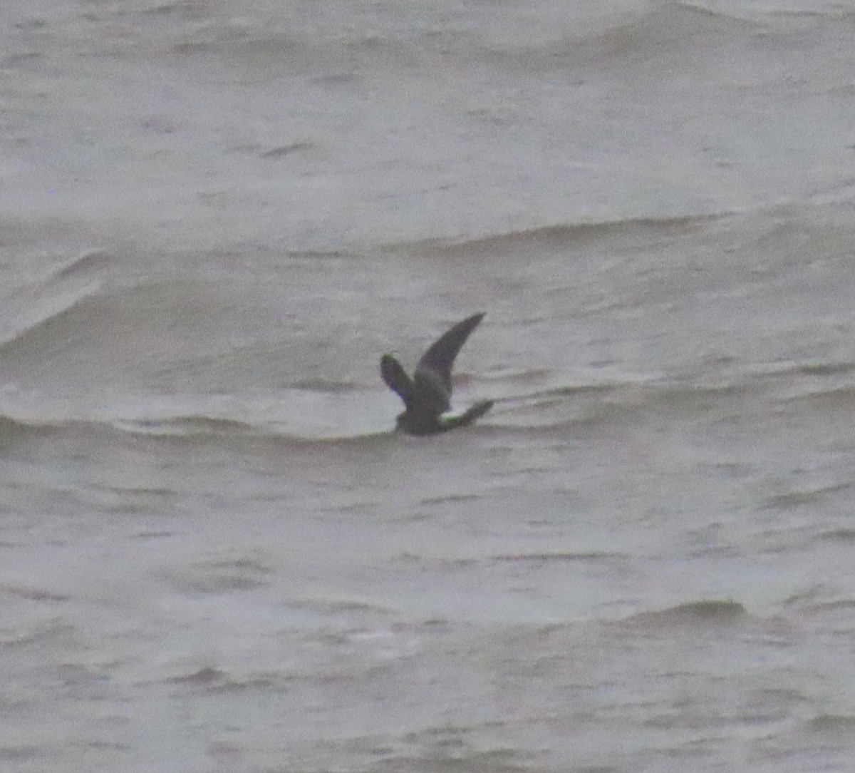 Leach's Storm-Petrel - ML626574027