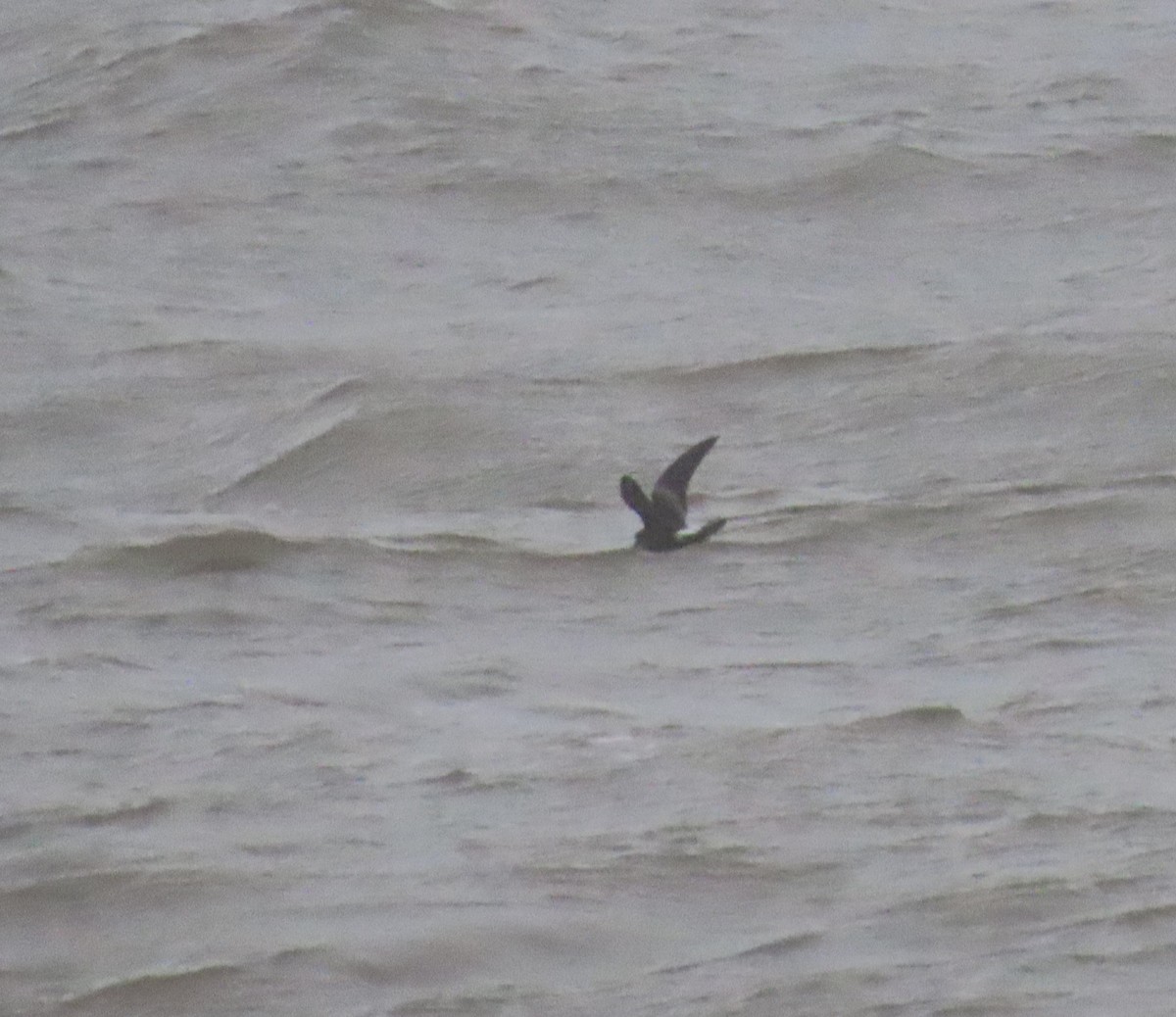 Leach's Storm-Petrel - ML626574028