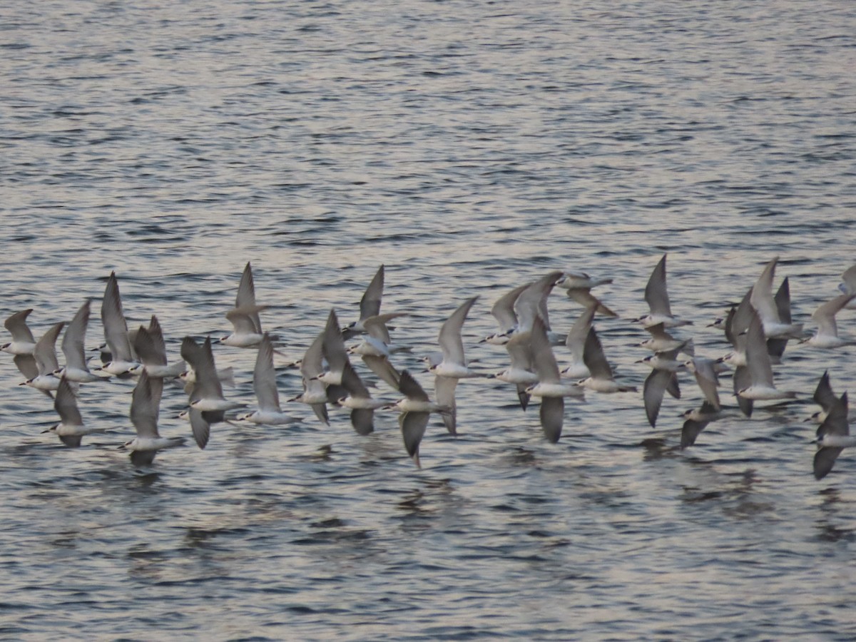 Whiskered Tern - ML626574162