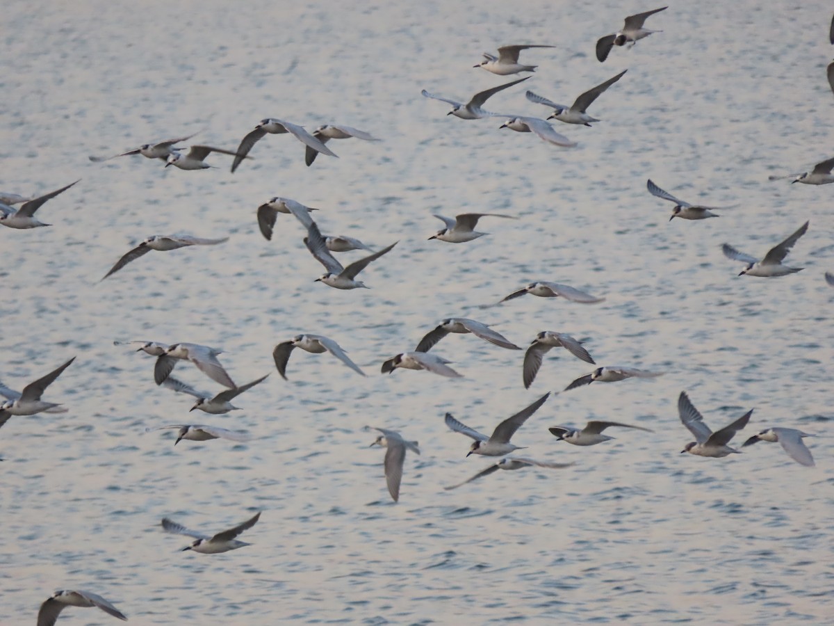Whiskered Tern - ML626574166