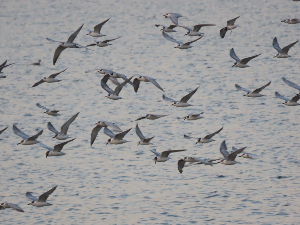 Whiskered Tern - ML626574167