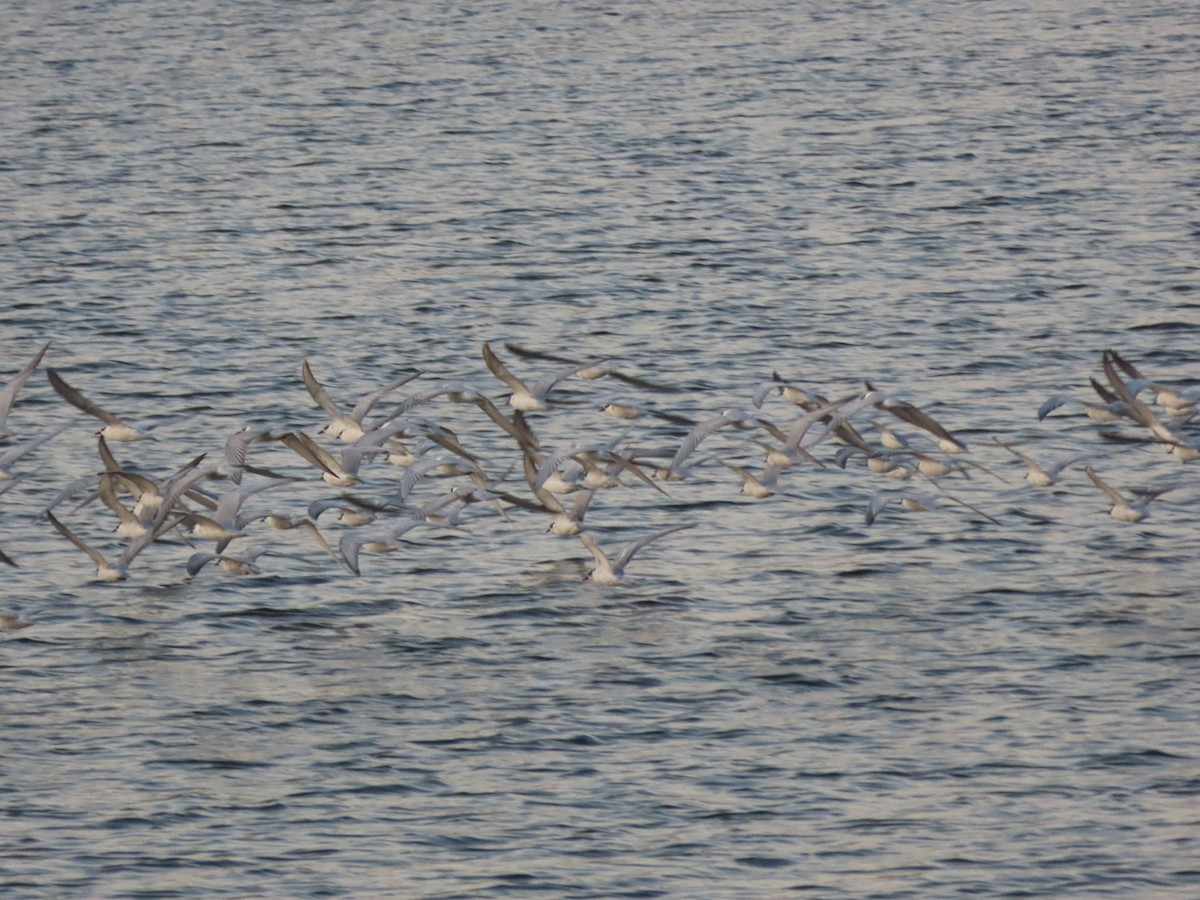 Whiskered Tern - ML626574168