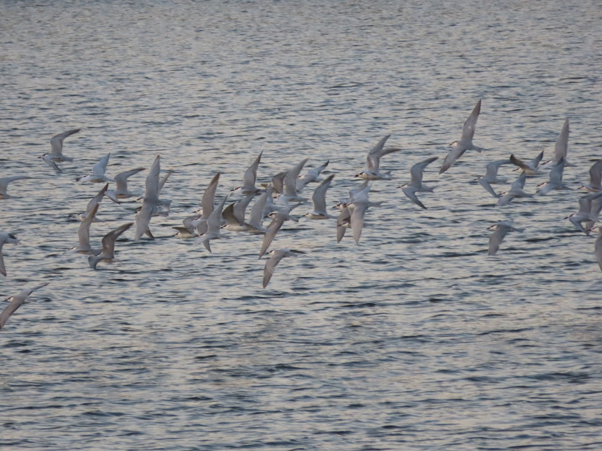 Whiskered Tern - ML626574169