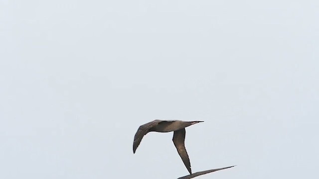 Light-mantled Albatross - ML626574299