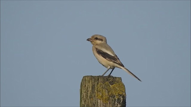 varsler (pallidirostris) (steppevarsler) - ML626574575