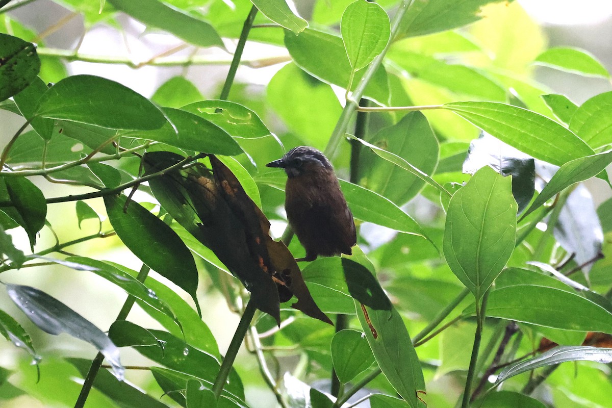 Gray-throated Babbler - ML626574849