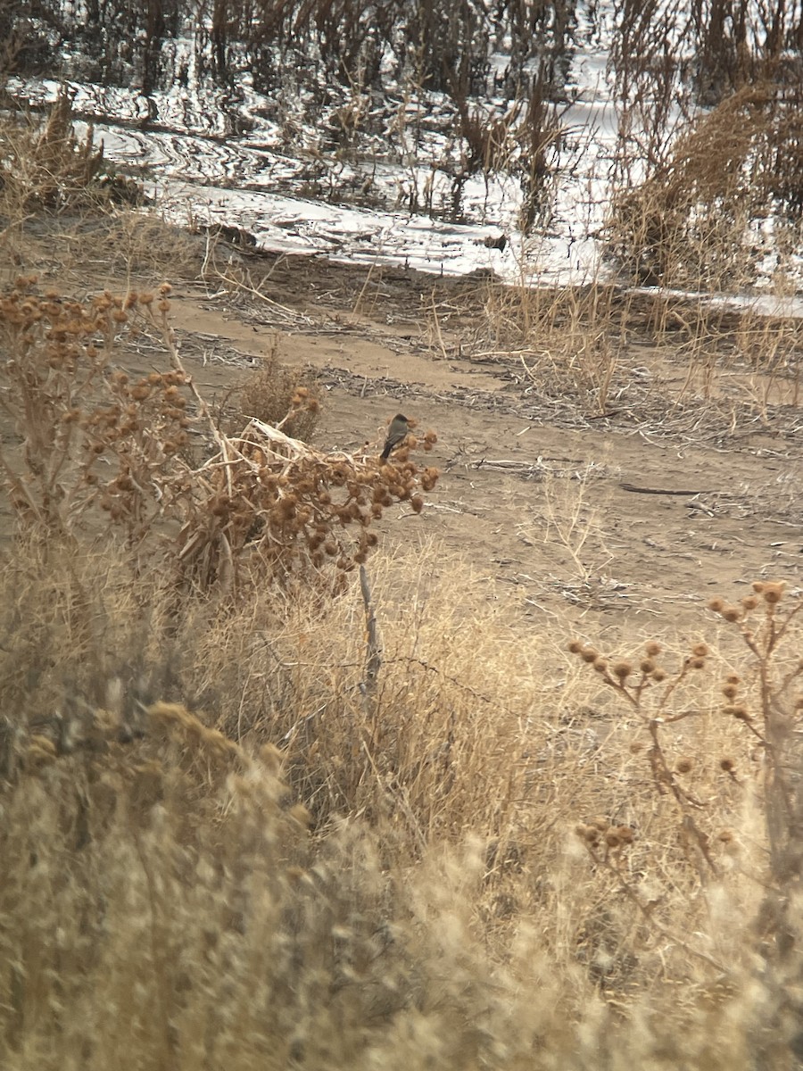 Say's Phoebe - ML626574880