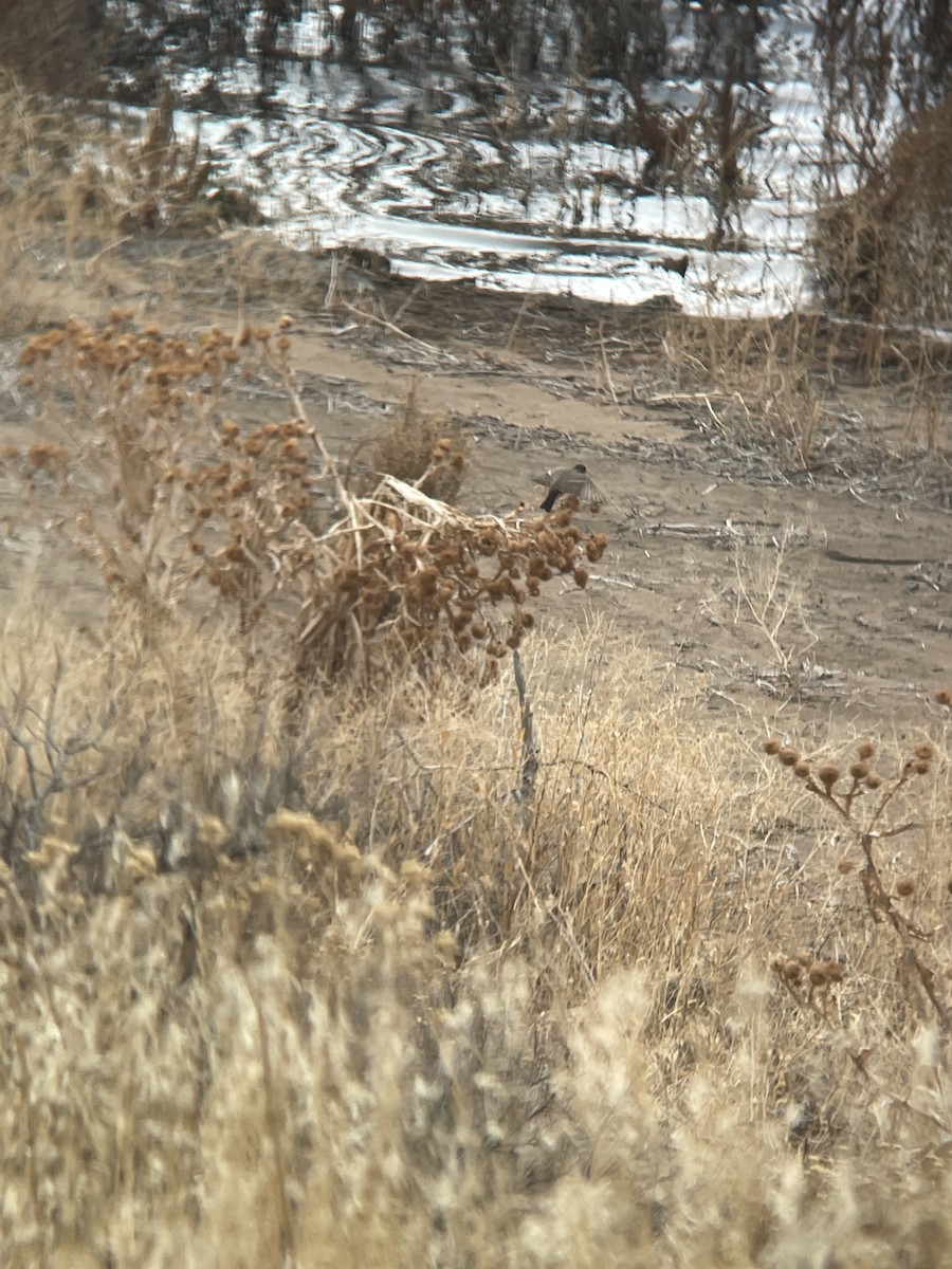 Say's Phoebe - ML626574881