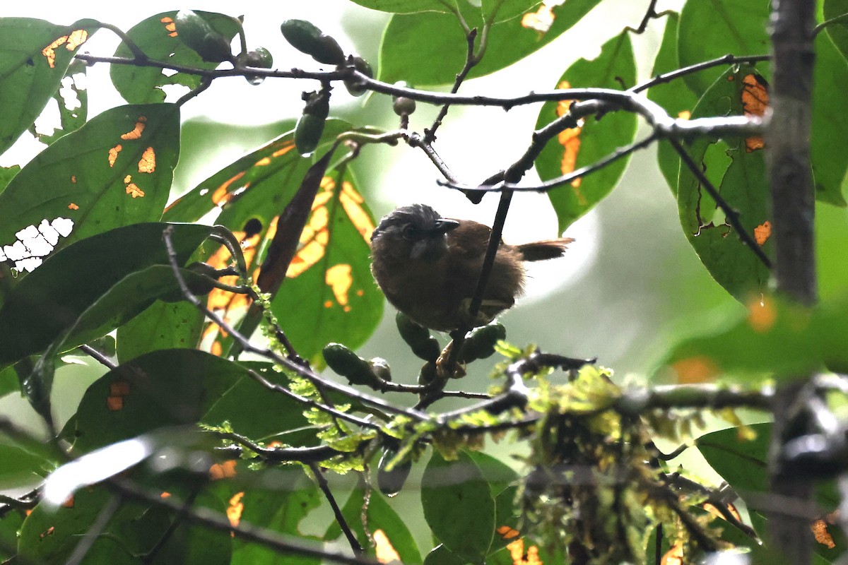 Gray-throated Babbler - ML626574887