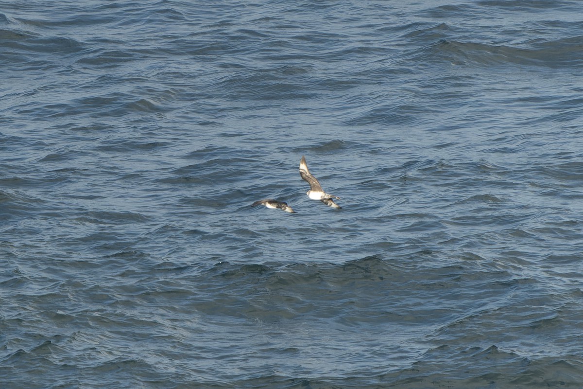 Págalo Pomarino - ML626574938