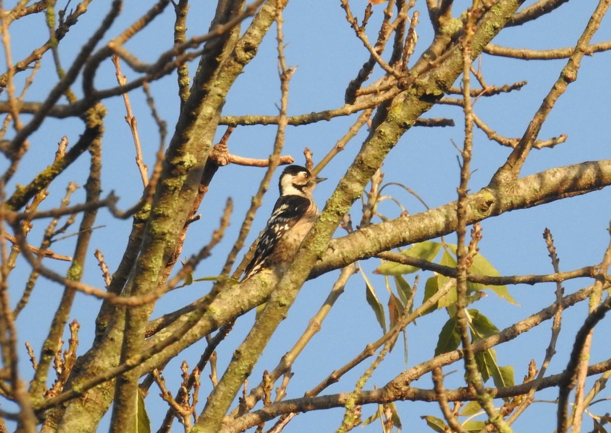 Цоохор тоншуул - ML626574965