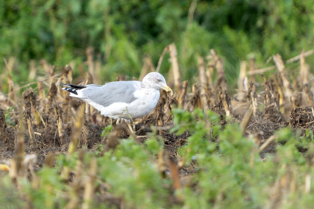 Gaviota Patiamarilla - ML626575234