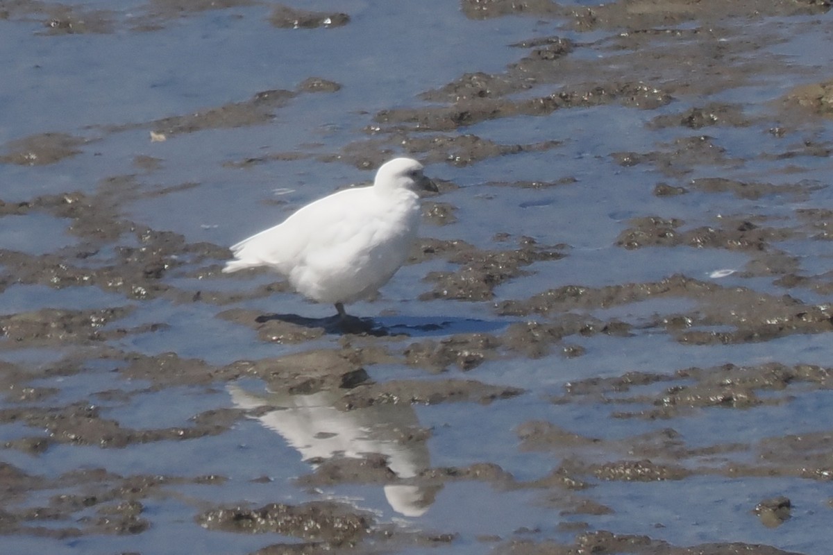 Snowy Sheathbill - ML626575561