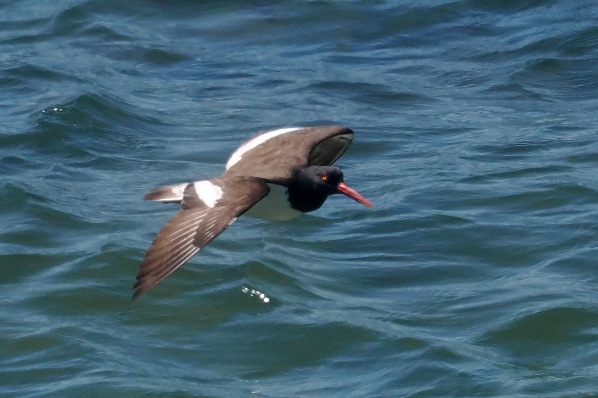 American Oystercatcher - ML626575563