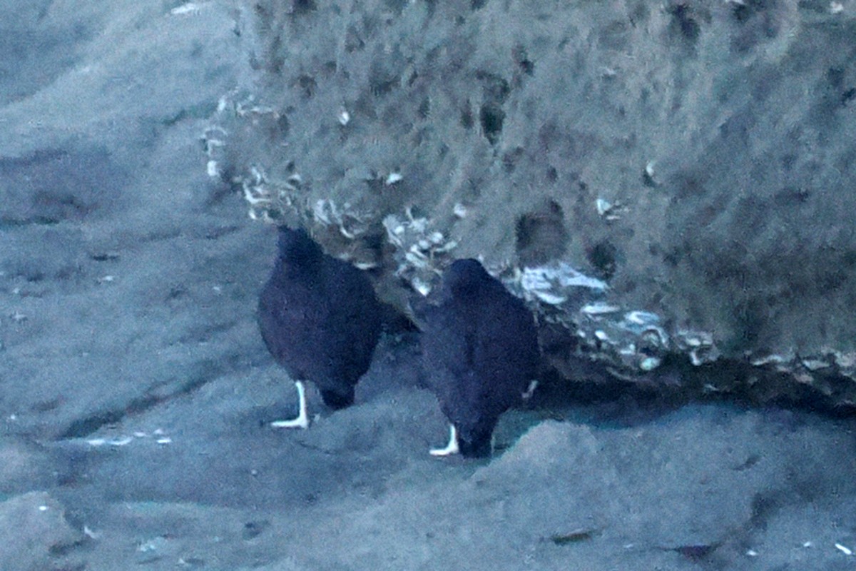 Blackish Oystercatcher - ML626575569