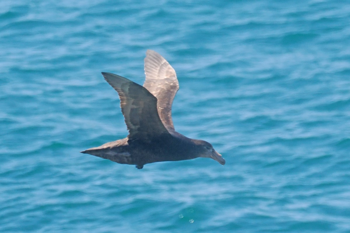 Southern Giant-Petrel - ML626575585