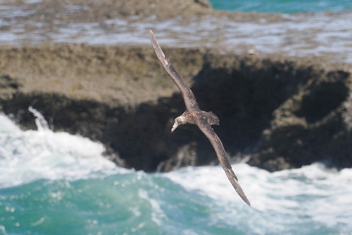 Southern Giant-Petrel - ML626575586