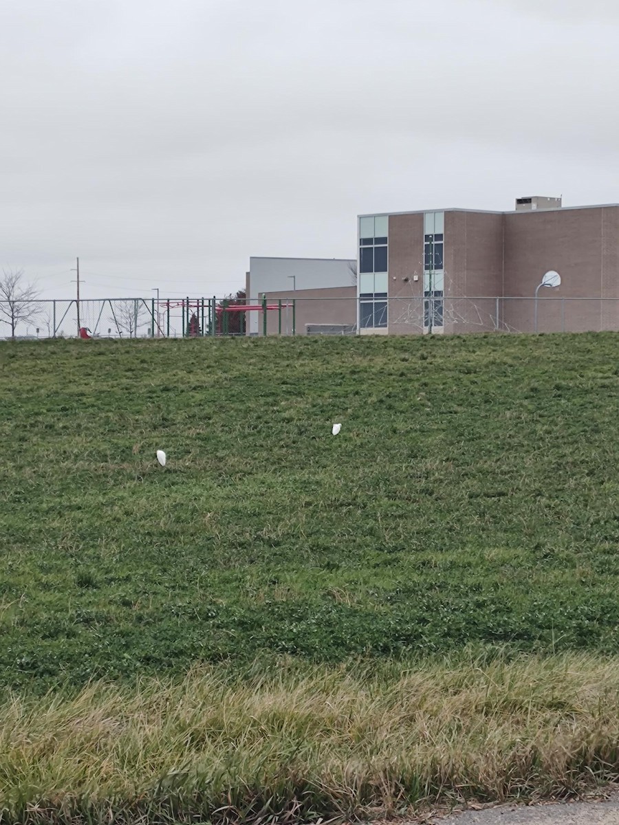 Western Cattle-Egret - ML626575639
