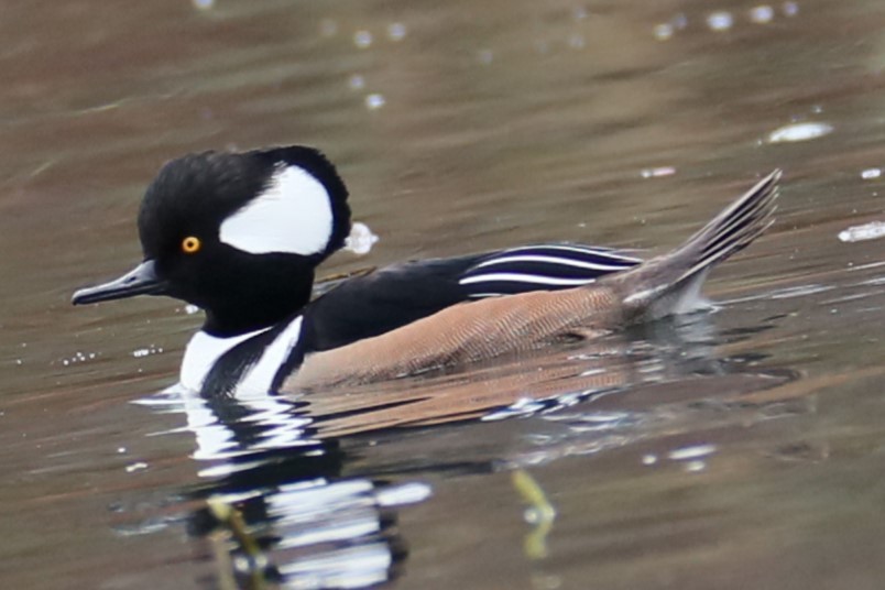 Hooded Merganser - ML626575703